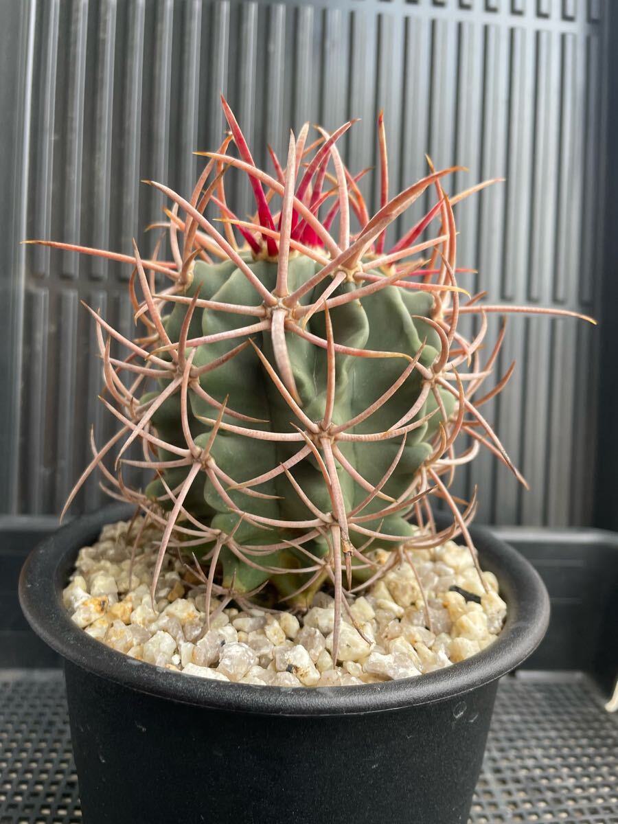 Yahoo!オークション -「大竜冠」(花、園芸) の落札相場・落札価格