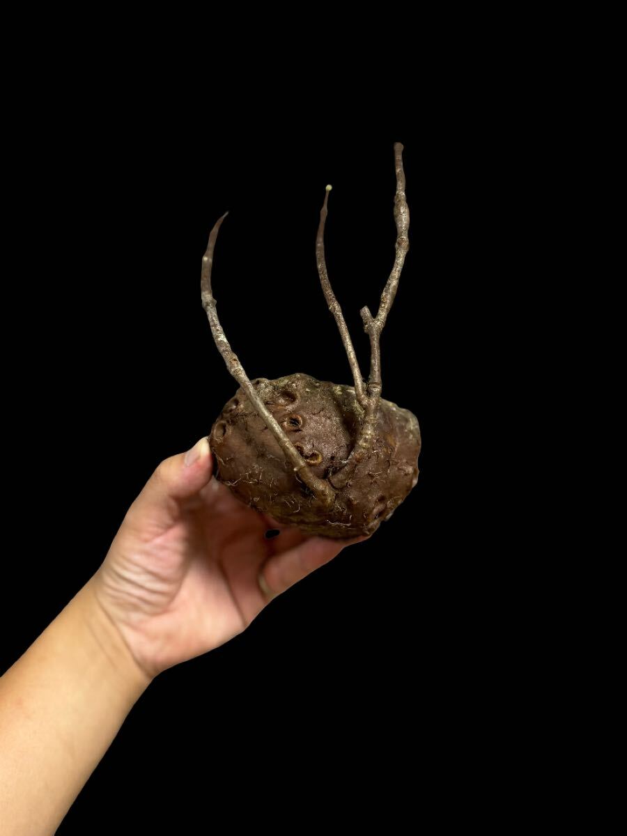 Yahoo!オークション -「ミルメコディア」の落札相場・落札価格