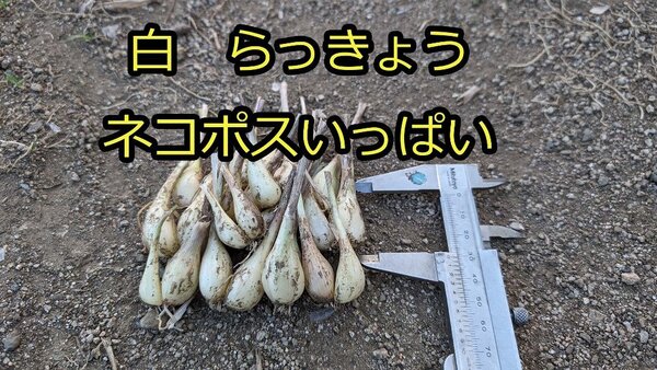 白 らっきょう ネコポスいっぱい 大小混在 土付き 家庭菜園 熊本産