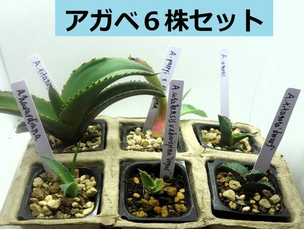 【ラベル付き】アガベ実生 実生6株セットアソート8