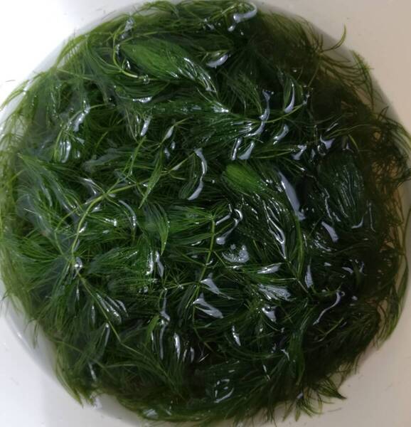 水草マツモ15センチ5本+ヒメタニシ40匹+ミナミヌマエビ20匹