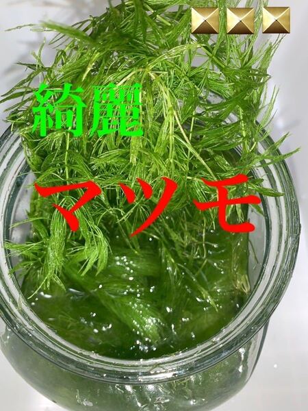 【元気なマツモ】赤いミナミヌマエビが丹念に育てました。10本+α/屋外無農薬育ち・メダカ・エビに◎