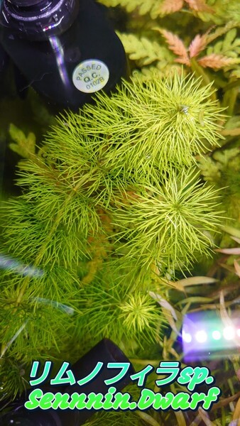リムノフィラ Sennin Dwarf 水中葉 6~10cm前後 3本