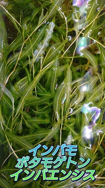 ポタモゲトン インバエンシス インバモ 水中葉 8~15cm前後 3本