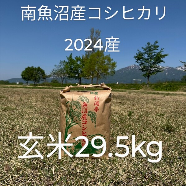 【6/22(日)迄の出品】南魚沼産コシヒカリ 令和6年産 29.5kg