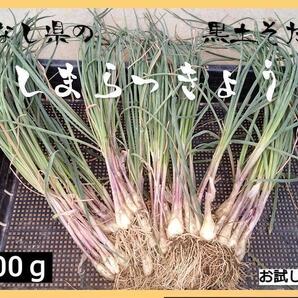 【新鮮・自然栽培】島らっきょう 土付き 500g以上 【栽培期間中農薬不使用】