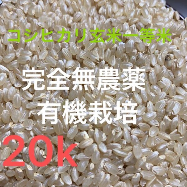 完全無農薬 有機栽培 20キロ 『一等米』令和6年 新米 コシヒカリ玄米 農家直送 精米無料 6月22日までの出品です