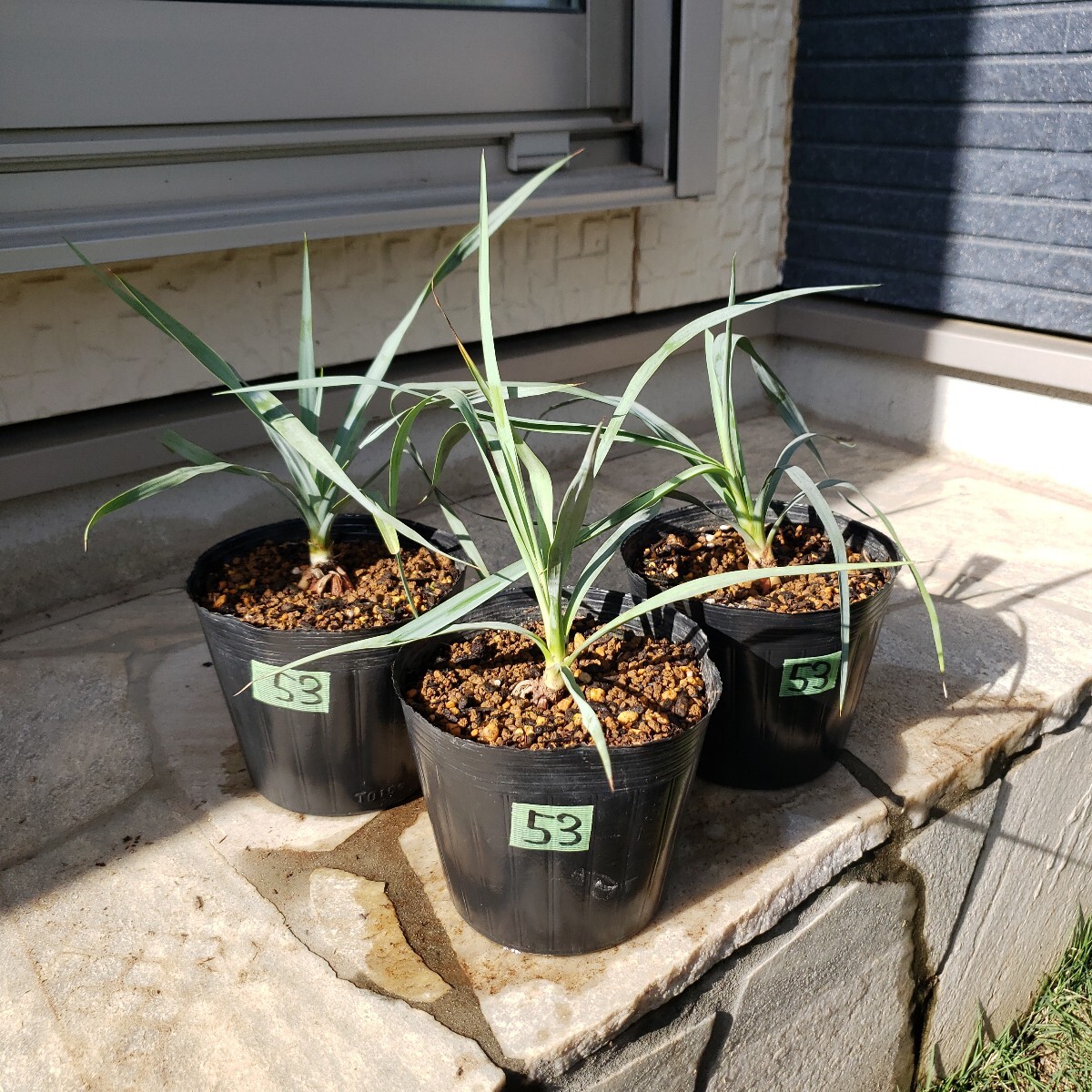 #53 ユッカリギダ Yucca rigida (発根済) 53 ユッカリギダ Yucca rigida (発根済)(148.ユッカ リギダ