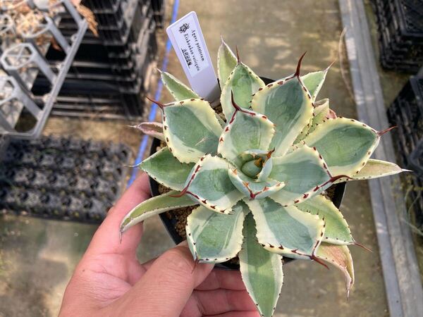 多肉植物 アガベ 吉祥冠 黄覆輪 ゆうパック発送 ドライガーデン ハビタットスタイル