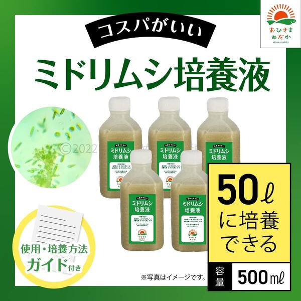 【ミドリムシ培養液 500ml 50L培養分 送料無料】メダカ めだか 金魚 ミジンコ ゾウリムシ クロレラ 針子 PSB ミドリムシ培養に