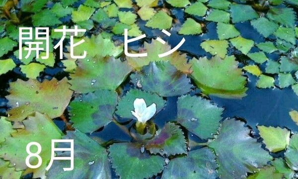 ヒシ 4個 ビオトープやガーデニング池の浮草 水鉢の水草等 多少の水質浄化にも