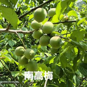 【特価】愛媛県産 紀州南高青梅 完全無農薬 5kg 送料無料 4000円 送料無料 匿名配送