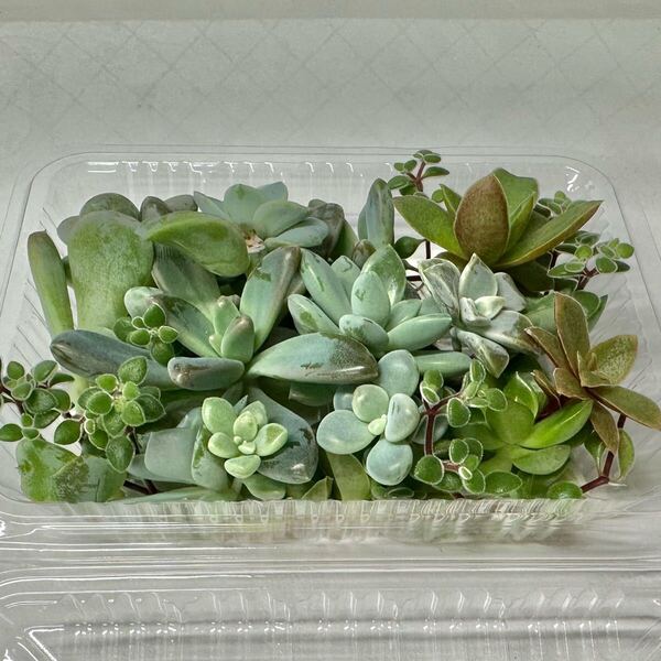 多肉植物 カット苗 多肉 葉挿し 発根 植物 観葉植物 寄せ植え 寄植え