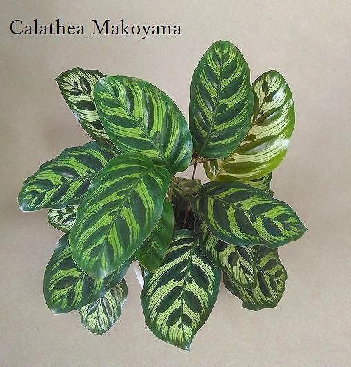 【送料込】カラテアマコヤナ インテリアグリーン 観葉植物