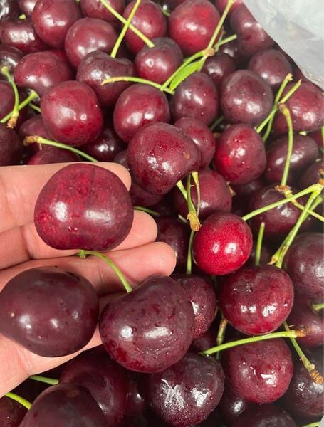 シーズン初入荷チェリー アメリカンチェリー さくらんぼ桃 箱込み1kg さくらんぼ 父の日 車厘子 美國櫻桃 中元