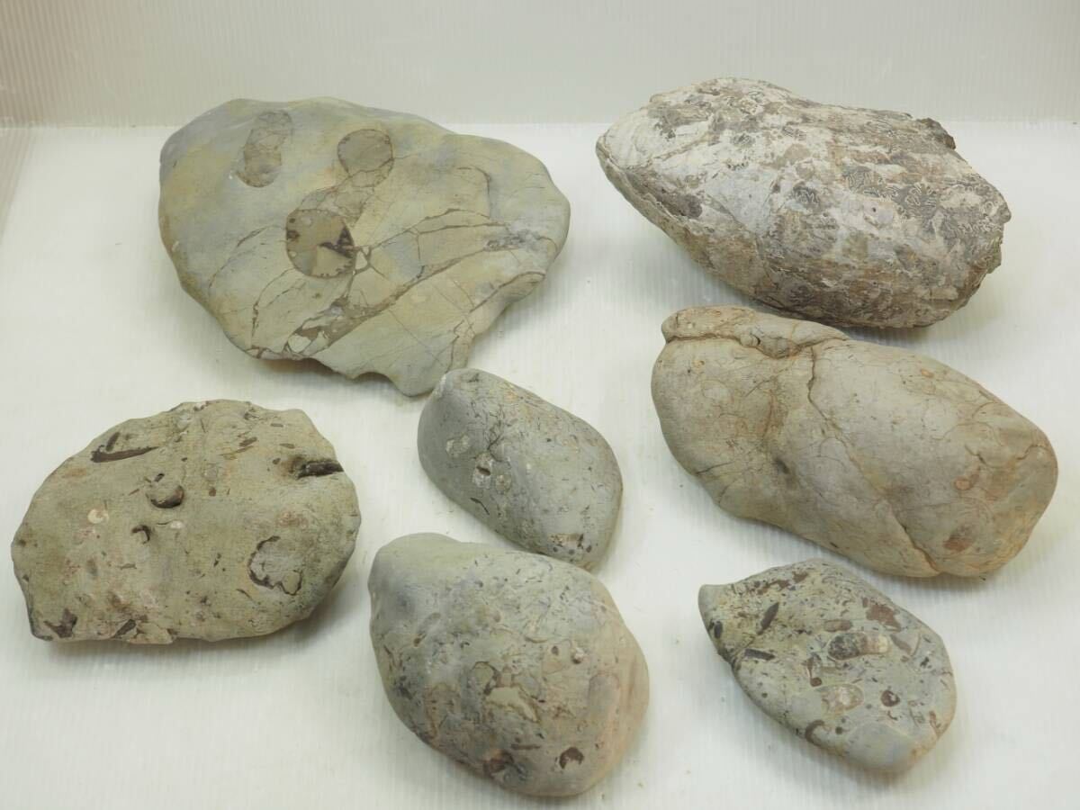 アンモナイトノジュール詰合せ 二本木認定コレクション「私のアンモナイト物語・録」23ページ