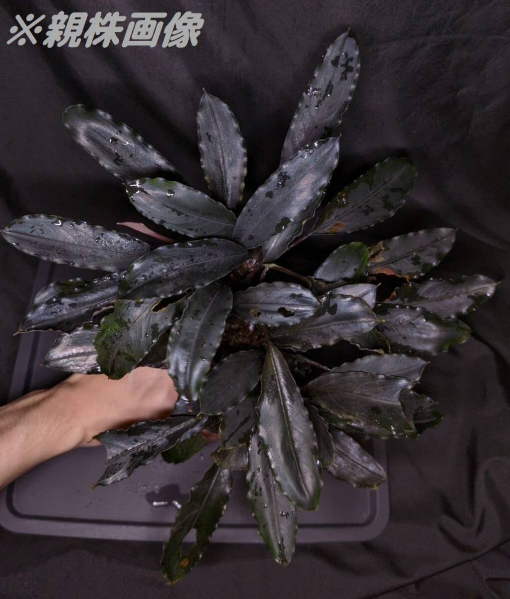 ブセファランドラsp ダークグレイ【TB便】Bucephalandra sp Dark