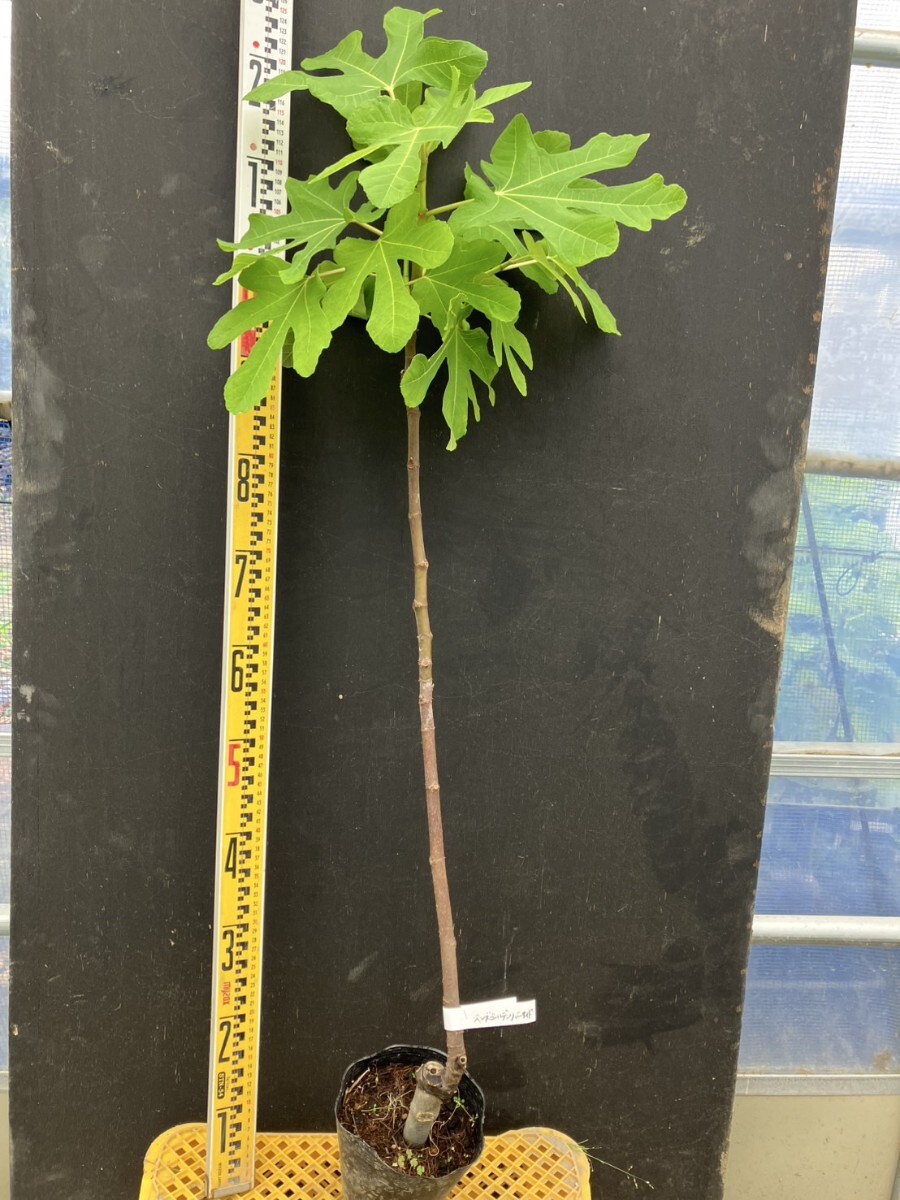 イチジクの優良苗。Ben’s Golden side イチジクの優良苗。Ben's Golden side イチジクの優良苗。Ben's