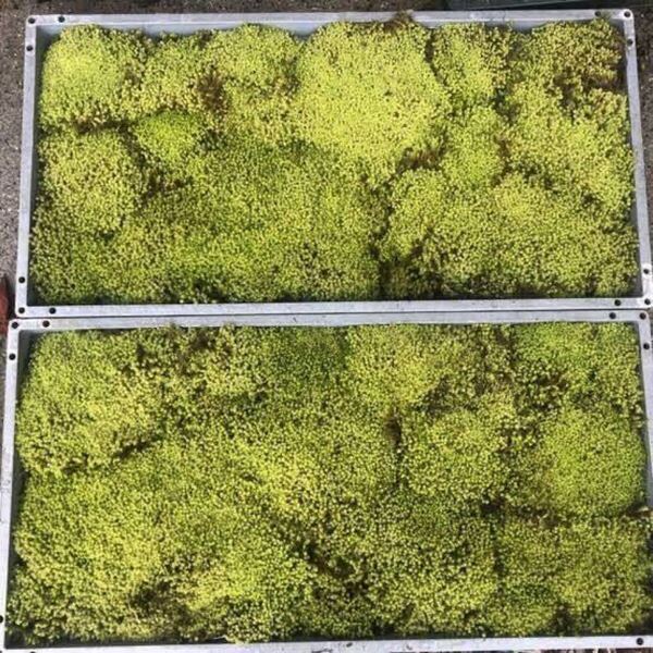 天然スナゴケ 30枚 苔リウム テラリウム 苔玉 マット