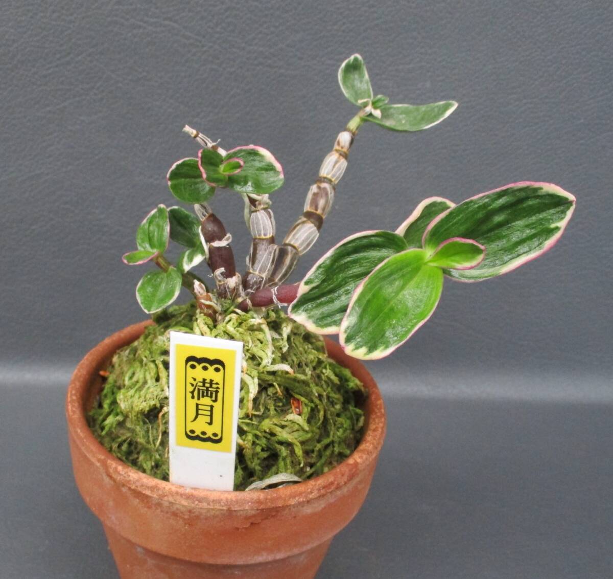 Yahoo!オークション -「富貴蘭 満月」の落札相場・落札価格