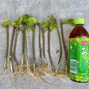 発根発芽済のパッションフルーツの挿し穂 3本