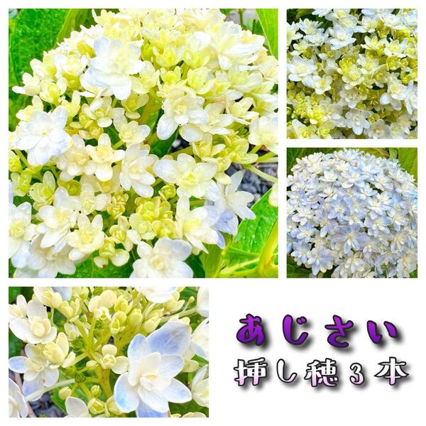 18 紫陽花 挿し穂3本 あじさい アジサイ
