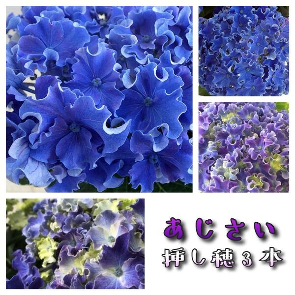 21 紫陽花 挿し穂3本 あじさい アジサイ
