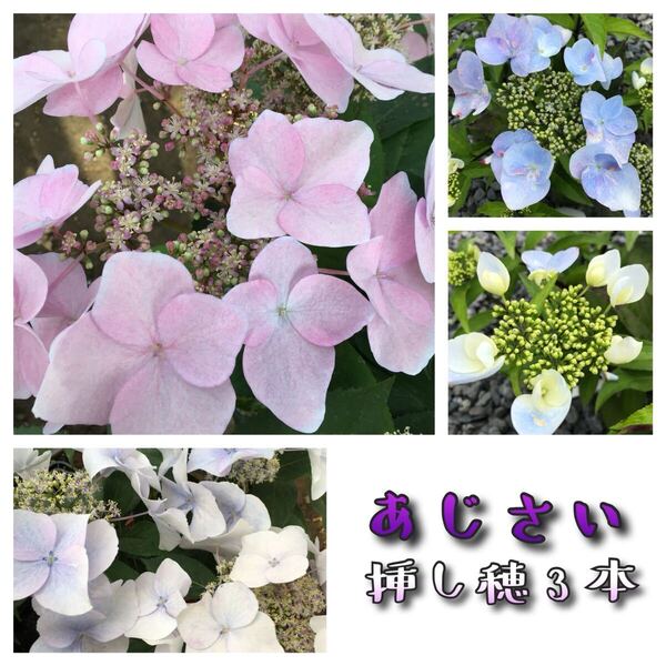 27 冬咲き紫陽花 挿し穂3本 あじさい アジサイ