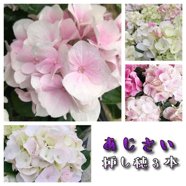 32 紫陽花挿し穂3本 アジサイ あじさい