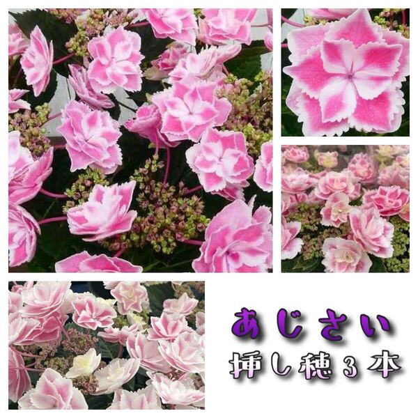 35紫陽花 挿し穂3本 アジサイ あじさい