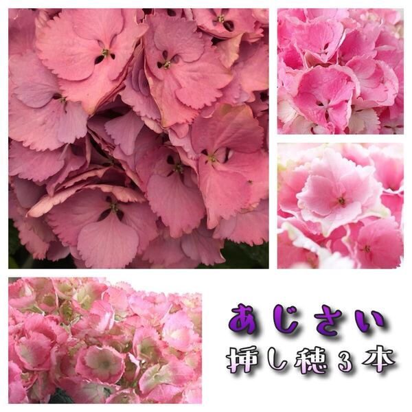 28 紫陽花挿し穂3本 アジサイ あじさい