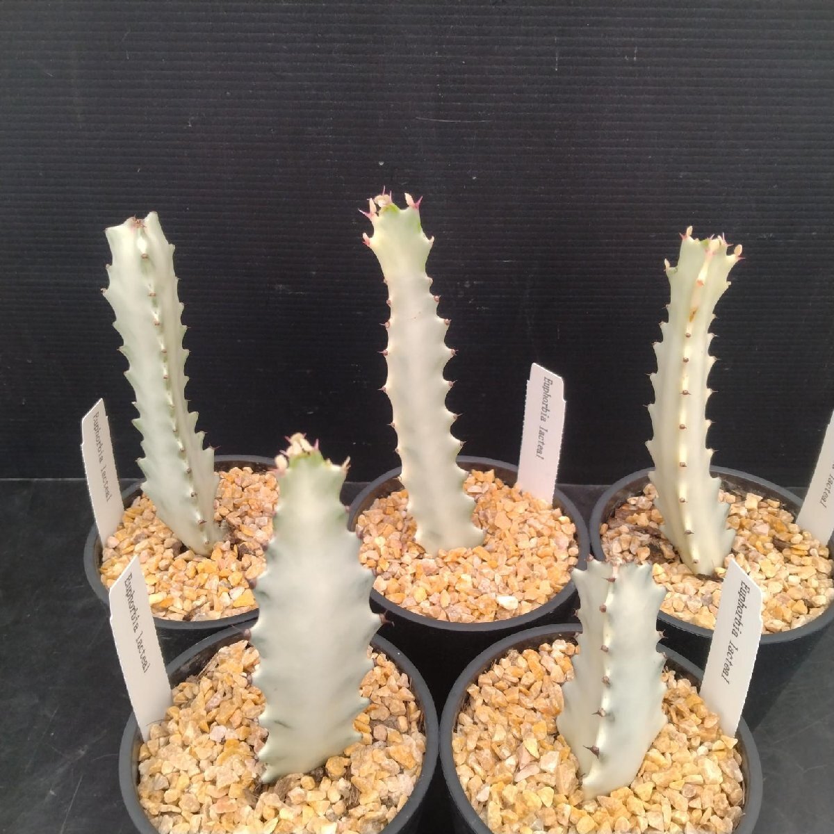 コア様ホワイトゴースト まとめ売り8株 40cm コア様ホワイトゴースト まとめ売り8株 40cm - メルカリ