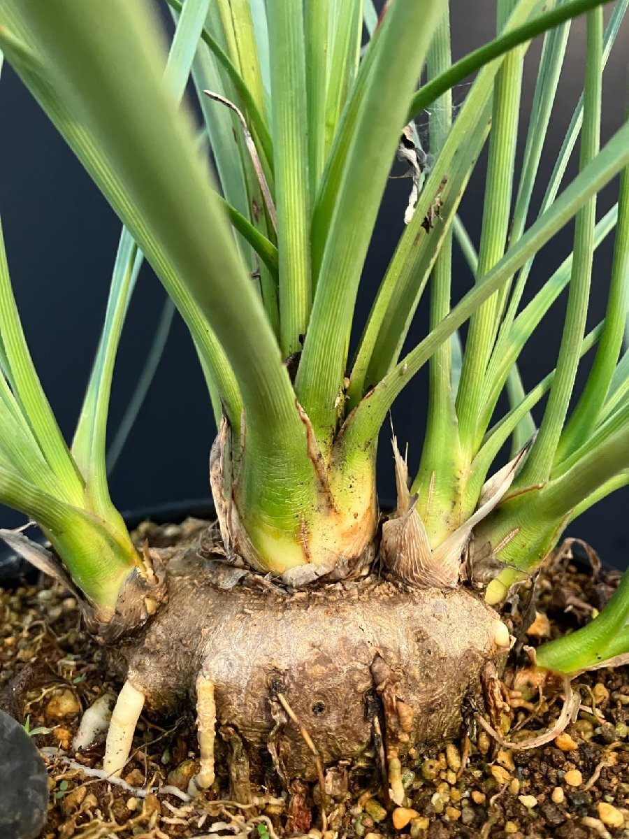 巨大　カリバナス　フーケリー　発根済み Yahoo!オークション -「カリバナス フーケリー」の落札相場