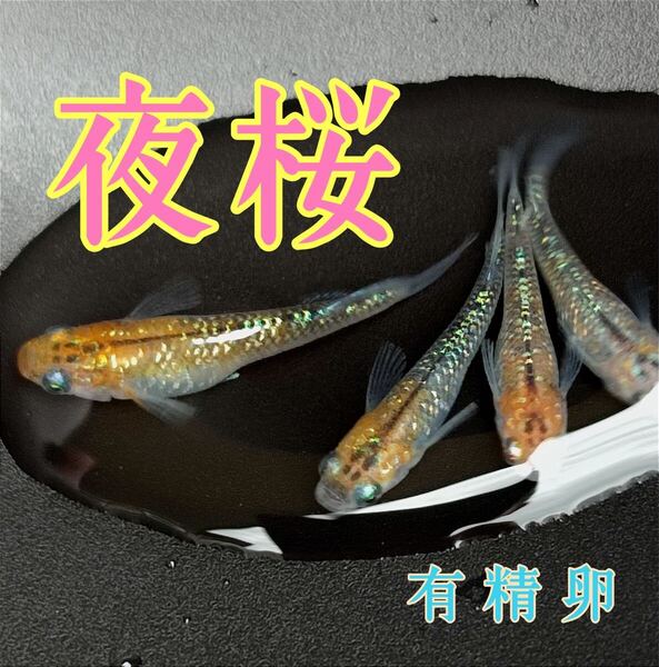 夜桜めだかの有精卵 20個+@個 送料無料