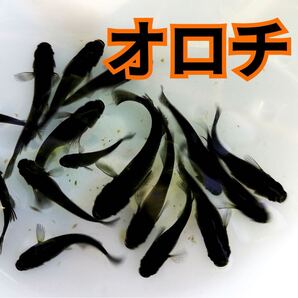 オロチ(極黒)の有精卵 30個+@個 送料無料