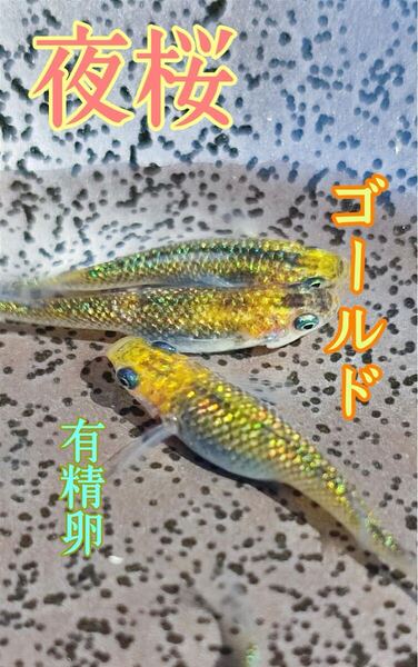 夜桜ゴールドめだかの有精卵 20個+@個 送料無料