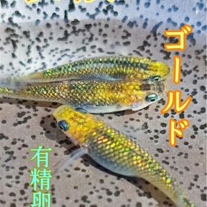 夜桜ゴールドめだかの有精卵 20個+@個 送料無料