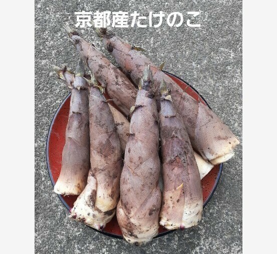 京都産 無農薬朝掘り採れたてたけのこ約2キロ