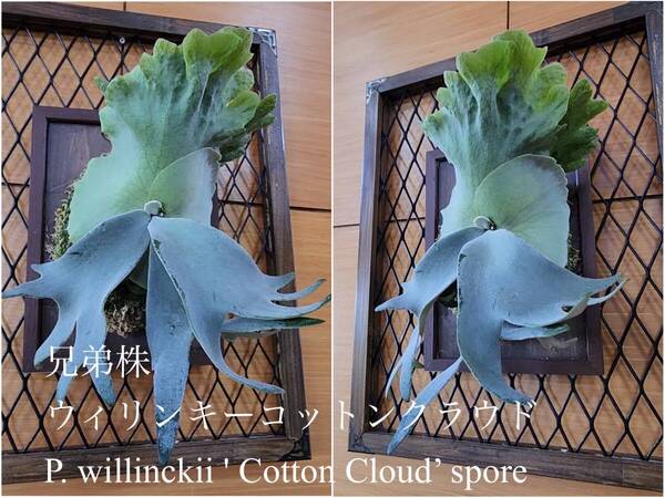 P. willinckii ‘Cotton Cloud’ spore③ ビカクシダ ウィリンキーコットンクラウド 胞子培養苗 板づけ