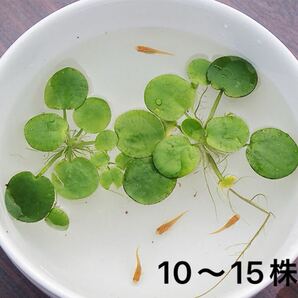 アマゾンフラッグピット10〜15株 屋外栽培 浮草 ビオトープ メダカの産卵床に【送料無料】
