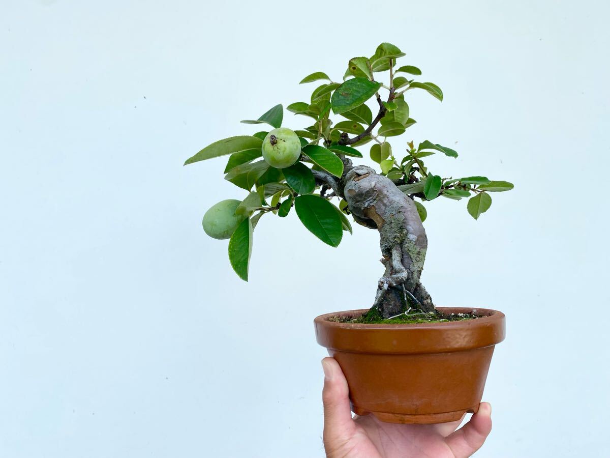 白木盆栽園　太幹　カリン　花梨　盆栽　樹高29センチ　楓カエデ欅実物観葉植物 白木盆栽園 太幹 カリン 花梨 盆栽 樹高29センチ 楓カエデ欅実物観葉