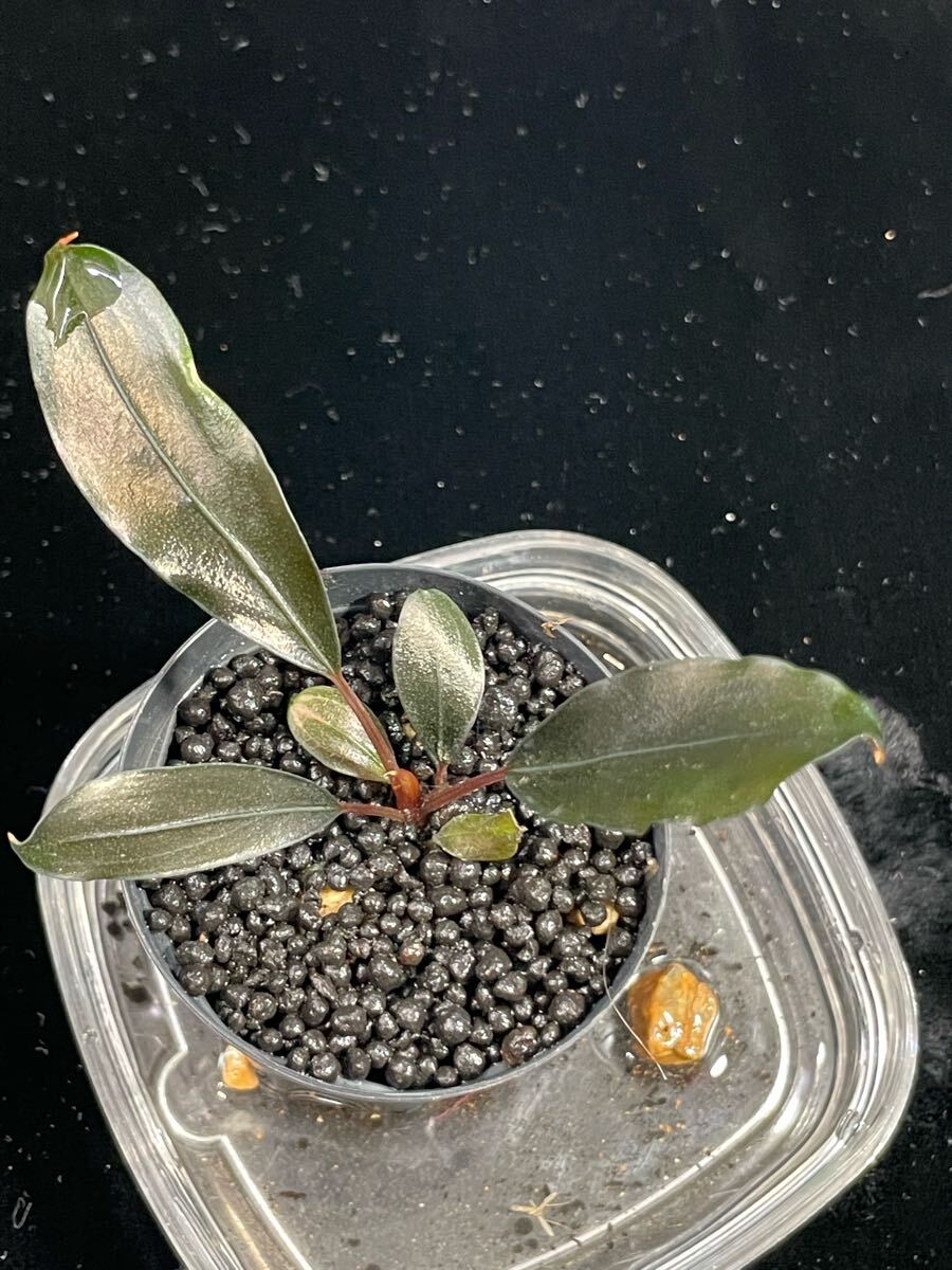 Bucephalandra sp.”Dark gray“【TB便】 Yahoo!オークション - 本物保証【TB便】 Bucephalandra sp.Dark