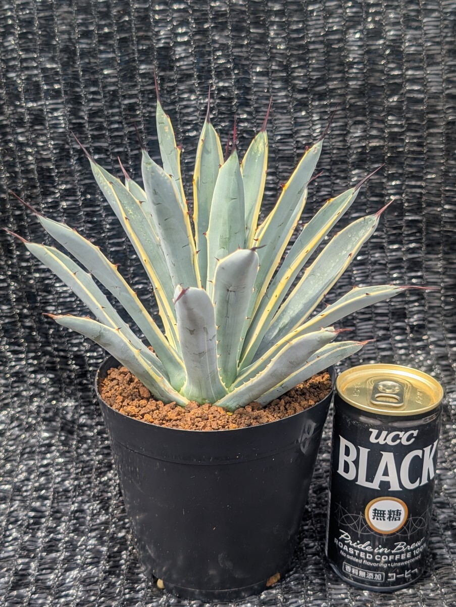 アガベ ブルーリボン　大株 2025年最新】アガベ マクロアカンサ ブルーリボンの人気アイテム