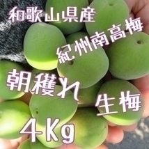 紀州南高梅 青梅 4㎏ 朝採れ 生もの 和歌山 産地直送 レシピ付き 梅酒 梅シロップ 梅干し 雹被害 多少傷あり 宅配便 常温配送