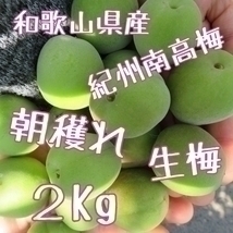紀州南高梅 青梅 2㎏ 朝採れ 和歌山県 生もの 産地直送 レシピ付き 梅酒 梅シロップ 梅干し 雹被害 多少傷あり 宅配便 常温配送