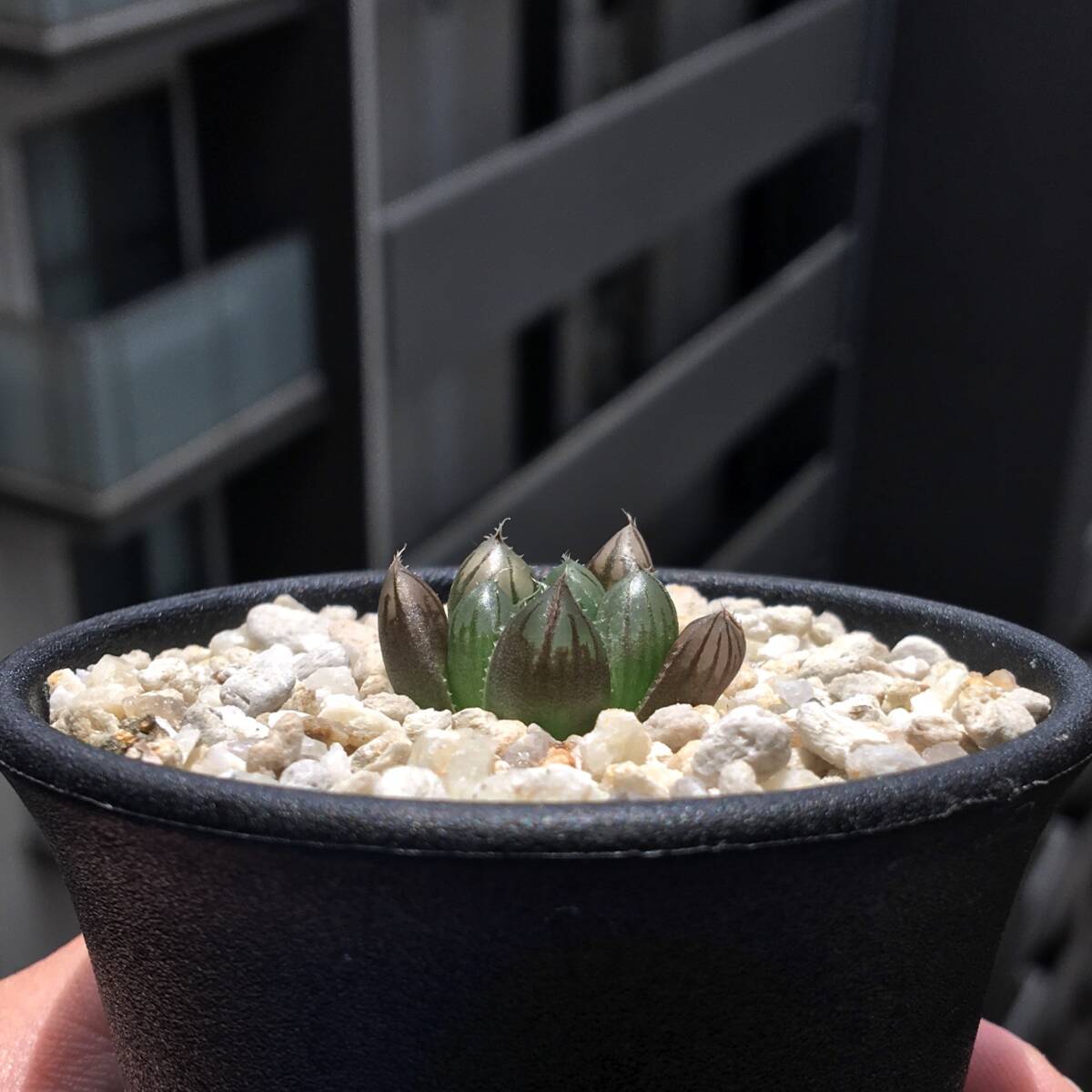 Yahoo!オークション -「dmc」(サボテン) (観葉植物)の落札相場