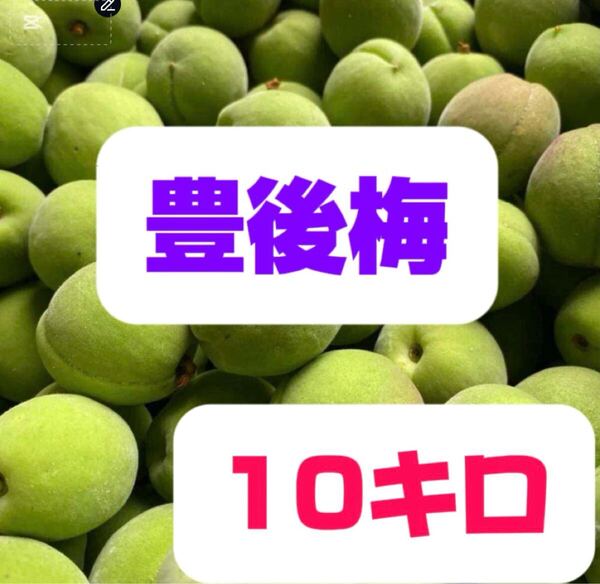 青梅、豊後梅,10キロ箱込み
