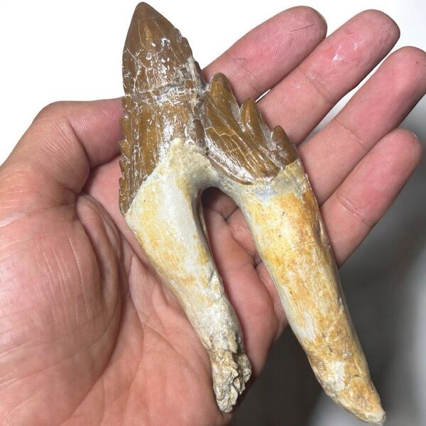 希少化石 バシロサウルスの歯 13,3cm × 5,5cm モロッコ産