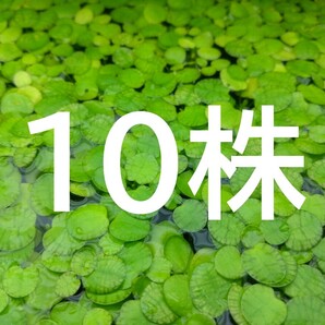☆無農薬!ドワーフフロッグピット 10株☆水槽のレイアウトや水質浄化に最適!★ゆうパケットポストmini発送★