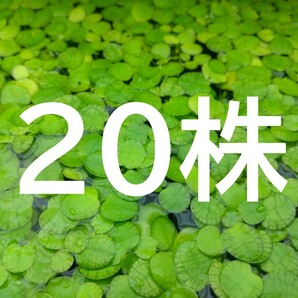 ☆無農薬!ドワーフフロッグピット 20株☆水槽のレイアウトや水質浄化に最適!★ゆうパケットポストmini発送★ ★